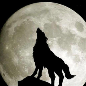 狼资料,狼最新歌曲,狼MV视频,狼音乐专辑,狼好听的歌