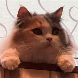 只有我不行的恋爱 中文翻唱