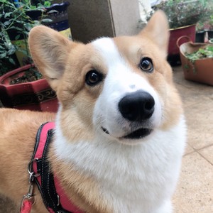 Corgiluza资料,Corgiluza最新歌曲,CorgiluzaMV视频,Corgiluza音乐专辑,Corgiluza好听的歌