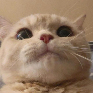 她的猫资料,她的猫最新歌曲,她的猫MV视频,她的猫音乐专辑,她的猫好听的歌