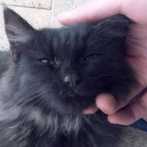 SIMI资料,SIMI最新歌曲,SIMIMV视频,SIMI音乐专辑,SIMI好听的歌