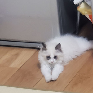 费砚卉资料,费砚卉最新歌曲,费砚卉MV视频,费砚卉音乐专辑,费砚卉好听的歌