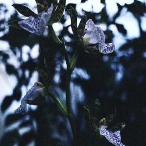 DoubleU资料,DoubleU最新歌曲,DoubleUMV视频,DoubleU音乐专辑,DoubleU好听的歌