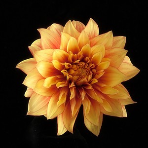 aka小A资料,aka小A最新歌曲,aka小AMV视频,aka小A音乐专辑,aka小A好听的歌