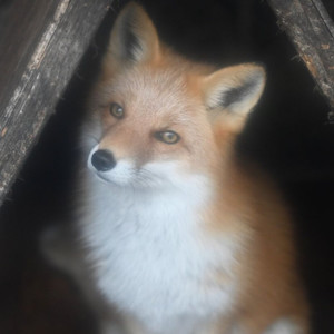 阿烛资料,阿烛最新歌曲,阿烛MV视频,阿烛音乐专辑,阿烛好听的歌