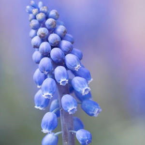 毛主席的话儿记心上