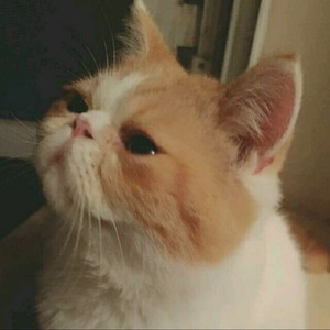 猫土它之坨资料,猫土它之坨最新歌曲,猫土它之坨MV视频,猫土它之坨音乐专辑,猫土它之坨好听的歌