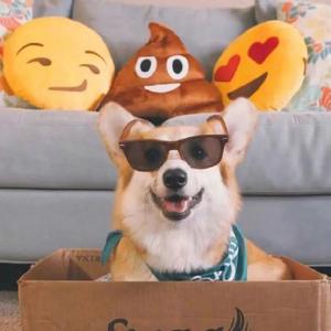 Galxy corgi资料,Galxy corgi最新歌曲,Galxy corgiMV视频,Galxy corgi音乐专辑,Galxy corgi好听的歌