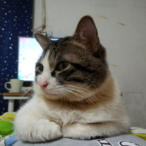 R.Cat资料,R.Cat最新歌曲,R.CatMV视频,R.Cat音乐专辑,R.Cat好听的歌