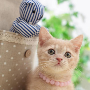 小猫咪资料,小猫咪最新歌曲,小猫咪MV视频,小猫咪音乐专辑,小猫咪好听的歌