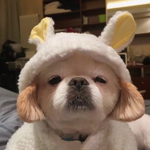 Natalie Zheng资料,Natalie Zheng最新歌曲,Natalie ZhengMV视频,Natalie Zheng音乐专辑,Natalie Zheng好听的歌