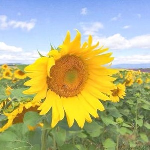 罗雨霏资料,罗雨霏最新歌曲,罗雨霏MV视频,罗雨霏音乐专辑,罗雨霏好听的歌