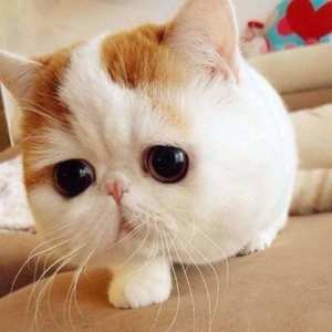 Henson资料,Henson最新歌曲,HensonMV视频,Henson音乐专辑,Henson好听的歌