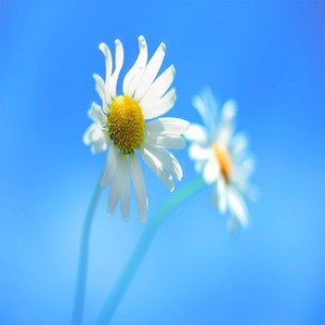 葬花吟