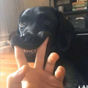 no tail dog资料,no tail dog最新歌曲,no tail dogMV视频,no tail dog音乐专辑,no tail dog好听的歌