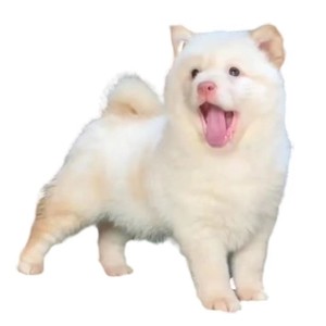 清水不染尘资料,清水不染尘最新歌曲,清水不染尘MV视频,清水不染尘音乐专辑,清水不染尘好听的歌