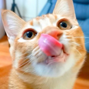 包子丶猫不易资料,包子丶猫不易最新歌曲,包子丶猫不易MV视频,包子丶猫不易音乐专辑,包子丶猫不易好听的歌