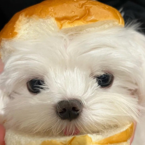 噢lin资料,噢lin最新歌曲,噢linMV视频,噢lin音乐专辑,噢lin好听的歌