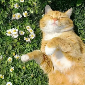 爱吃栗子滴肥猫资料,爱吃栗子滴肥猫最新歌曲,爱吃栗子滴肥猫MV视频,爱吃栗子滴肥猫音乐专辑,爱吃栗子滴肥猫好听的歌