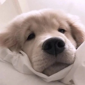 Milky Doggie资料,Milky Doggie最新歌曲,Milky DoggieMV视频,Milky Doggie音乐专辑,Milky Doggie好听的歌