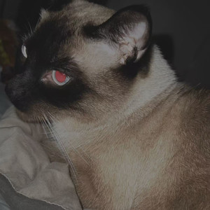 99Phonk资料,99Phonk最新歌曲,99PhonkMV视频,99Phonk音乐专辑,99Phonk好听的歌