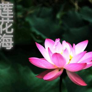 莲花海资料,莲花海最新歌曲,莲花海MV视频,莲花海音乐专辑,莲花海好听的歌