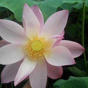 杨乐资料,杨乐最新歌曲,杨乐MV视频,杨乐音乐专辑,杨乐好听的歌