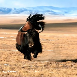 雪域青年资料,雪域青年最新歌曲,雪域青年MV视频,雪域青年音乐专辑,雪域青年好听的歌