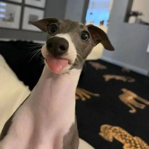 奥斯阿布特资料,奥斯阿布特最新歌曲,奥斯阿布特MV视频,奥斯阿布特音乐专辑,奥斯阿布特好听的歌