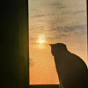 房顶的猫资料,房顶的猫最新歌曲,房顶的猫MV视频,房顶的猫音乐专辑,房顶的猫好听的歌