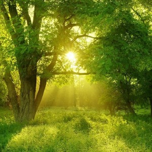 森林资料,森林最新歌曲,森林MV视频,森林音乐专辑,森林好听的歌