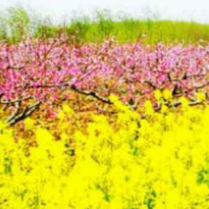 小平资料,小平最新歌曲,小平MV视频,小平音乐专辑,小平好听的歌