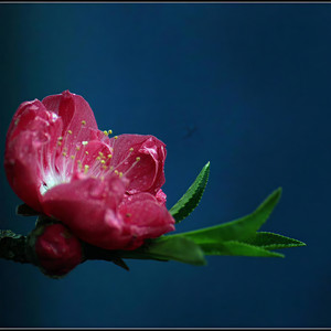 淡泊宁静婉约之声资料,淡泊宁静婉约之声最新歌曲,淡泊宁静婉约之声MV视频,淡泊宁静婉约之声音乐专辑,淡泊宁静婉约之声好听的歌