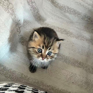 是阿颜呀^资料,是阿颜呀^最新歌曲,是阿颜呀^MV视频,是阿颜呀^音乐专辑,是阿颜呀^好听的歌