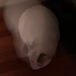 Xshirl资料,Xshirl最新歌曲,XshirlMV视频,Xshirl音乐专辑,Xshirl好听的歌