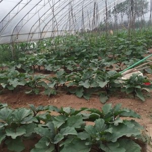 芳香资料,芳香最新歌曲,芳香MV视频,芳香音乐专辑,芳香好听的歌