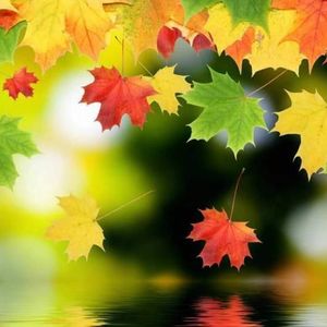 秋风落叶资料,秋风落叶最新歌曲,秋风落叶MV视频,秋风落叶音乐专辑,秋风落叶好听的歌