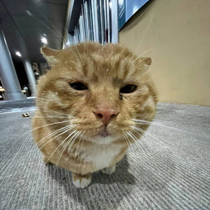 山顶概人资料,山顶概人最新歌曲,山顶概人MV视频,山顶概人音乐专辑,山顶概人好听的歌