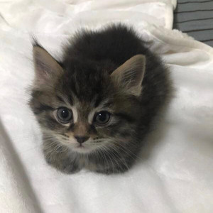 猫科植物资料,猫科植物最新歌曲,猫科植物MV视频,猫科植物音乐专辑,猫科植物好听的歌