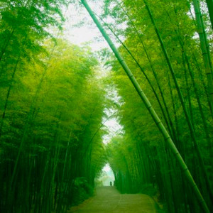 人生如茶资料,人生如茶最新歌曲,人生如茶MV视频,人生如茶音乐专辑,人生如茶好听的歌