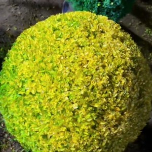 任占红资料,任占红最新歌曲,任占红MV视频,任占红音乐专辑,任占红好听的歌