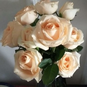 琳琅资料,琳琅最新歌曲,琳琅MV视频,琳琅音乐专辑,琳琅好听的歌