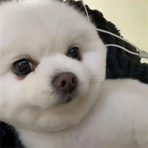 脏手指头资料,脏手指头最新歌曲,脏手指头MV视频,脏手指头音乐专辑,脏手指头好听的歌