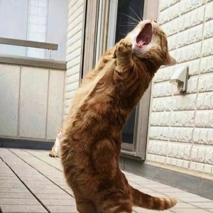 少珩资料,少珩最新歌曲,少珩MV视频,少珩音乐专辑,少珩好听的歌