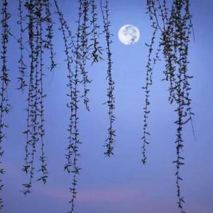 皓月清风资料,皓月清风最新歌曲,皓月清风MV视频,皓月清风音乐专辑,皓月清风好听的歌