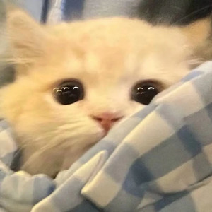 蛋挞小悠资料,蛋挞小悠最新歌曲,蛋挞小悠MV视频,蛋挞小悠音乐专辑,蛋挞小悠好听的歌