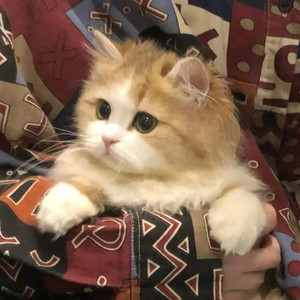 烤鱼资料,烤鱼最新歌曲,烤鱼MV视频,烤鱼音乐专辑,烤鱼好听的歌