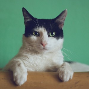 猫斯理资料,猫斯理最新歌曲,猫斯理MV视频,猫斯理音乐专辑,猫斯理好听的歌