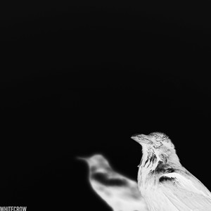 Whitecrow资料,Whitecrow最新歌曲,WhitecrowMV视频,Whitecrow音乐专辑,Whitecrow好听的歌