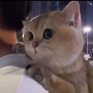 嗷呜资料,嗷呜最新歌曲,嗷呜MV视频,嗷呜音乐专辑,嗷呜好听的歌